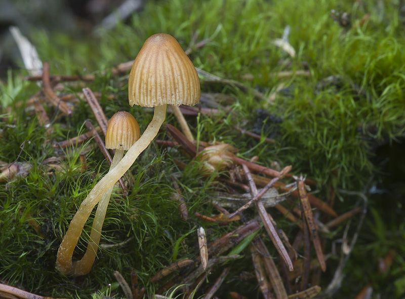 Galerina cerina